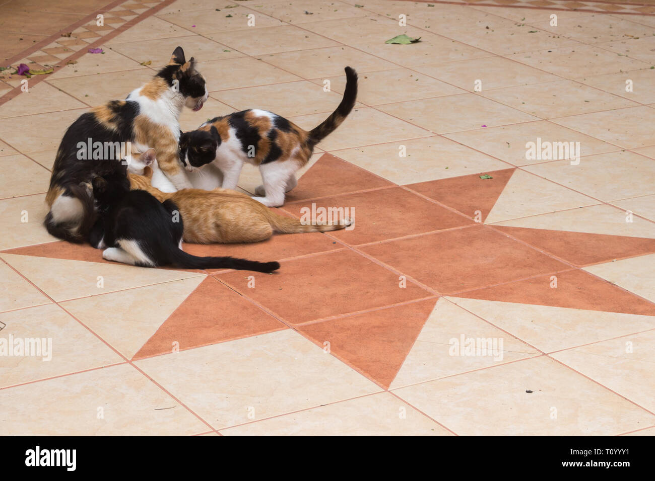 Patio de una casa con piso de baldosas con una forma de estrella. Familia de gatos, la madre y el gatito de diversos colores. Rethymno, Creta, Grecia. Foto de stock
