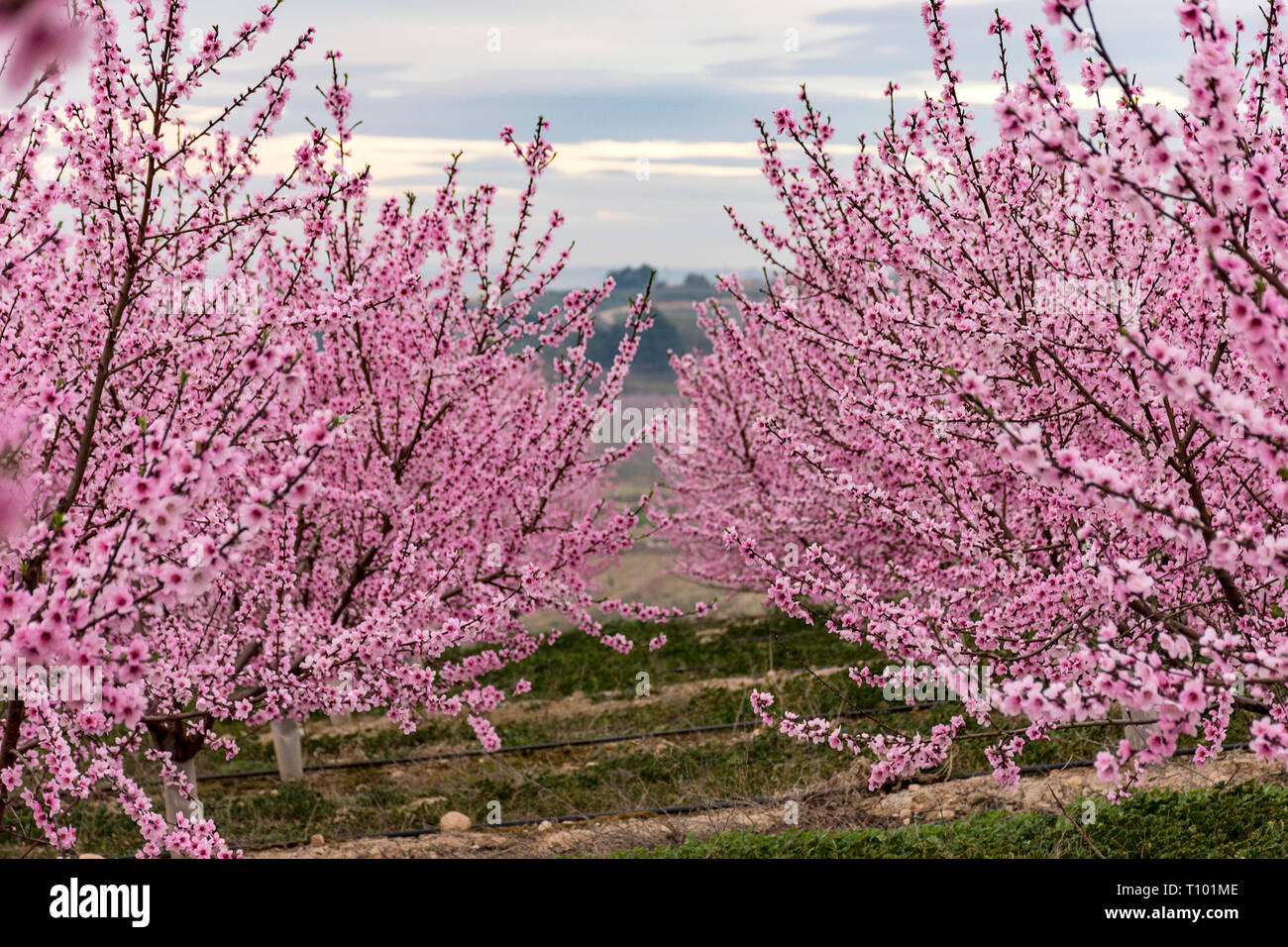 Campo con hileras de árboles de durazno.con ramas llena de delicadas flores rosas al amanecer. Ambiente tranquilo. Misterioso. , Aitona Alpicat. Foto de stock