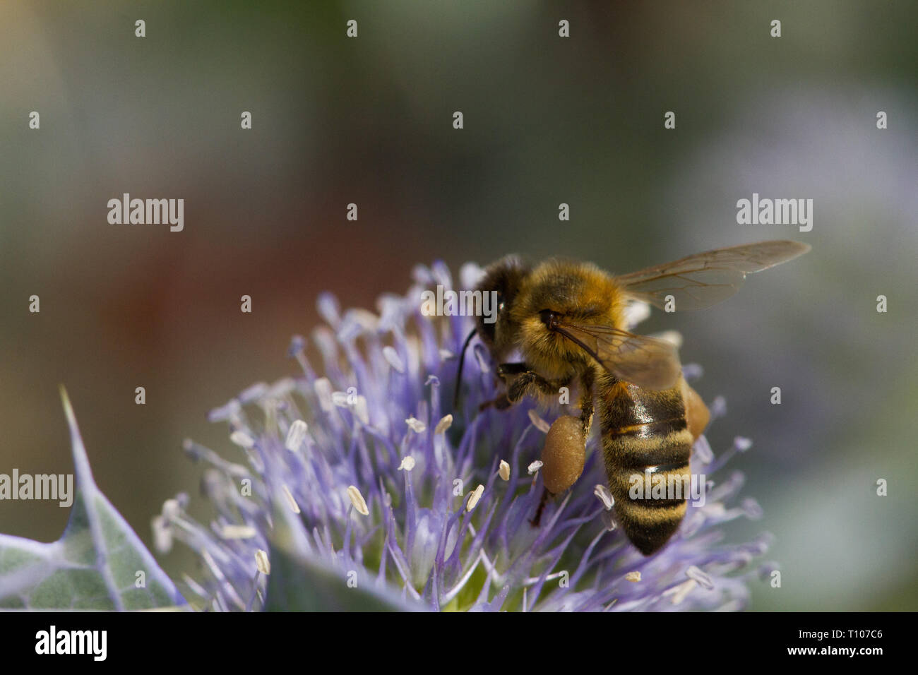Miel de abejas (Apis mellifera ) con canasta de polen, Mar Holly Foto de stock