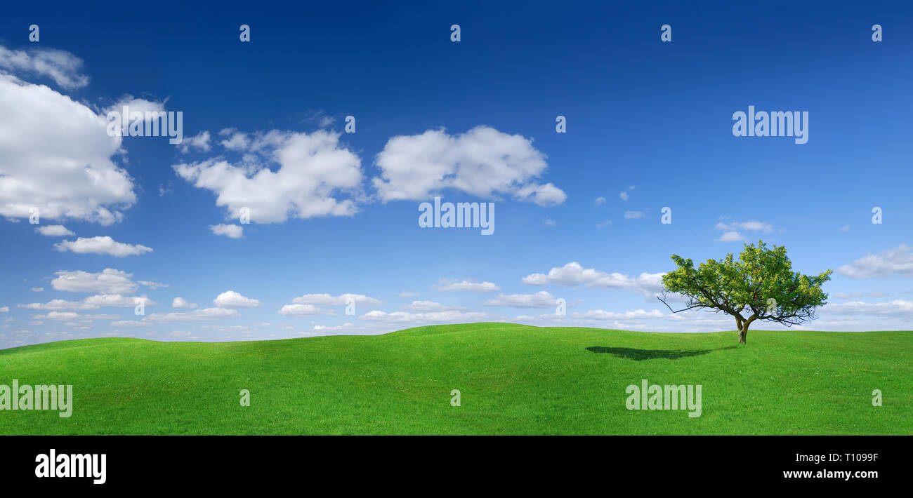Idilio, paisaje panorámico, solitario árbol entre campos verdes, el cielo azul y las nubes blancas en el fondo Foto de stock