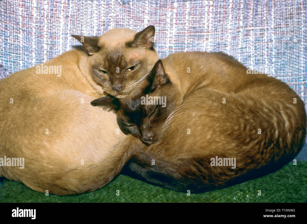 2 gatos Tonkinese, acurrucaron; peluches; crema; marrón; puntos negros;  animales de compañía; felinos; animales; lindo; compañeros, amigos,  hermanos, horizontal; PR Fotografía de stock - Alamy