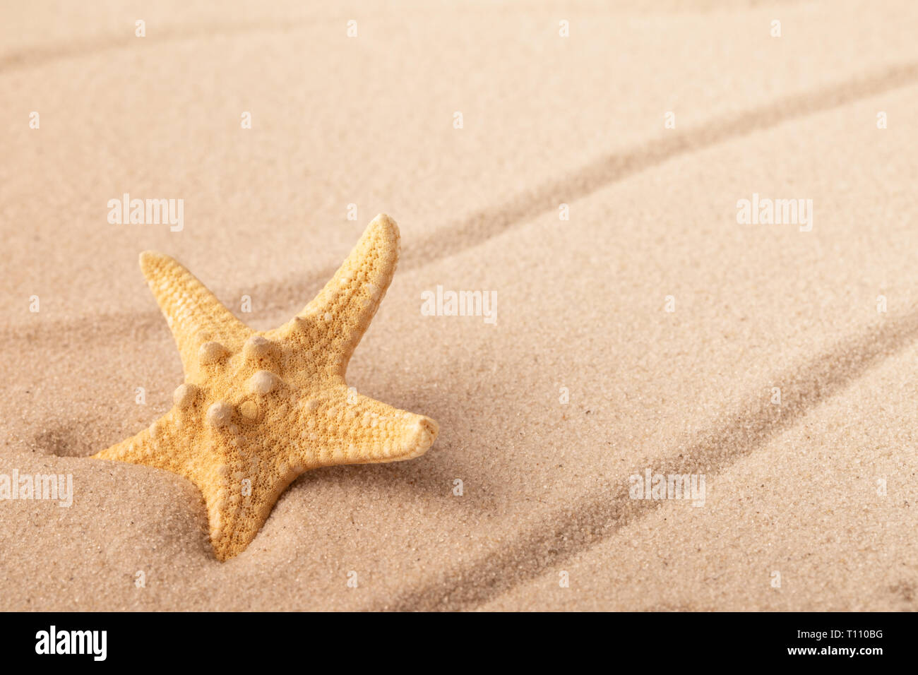 Una sola estrella de mar Estrella de mar o en la arena de la playa tropical. Concepto de vacaciones vacaciones de verano. Fondo de Arena con un espacio vacío. Foto de stock