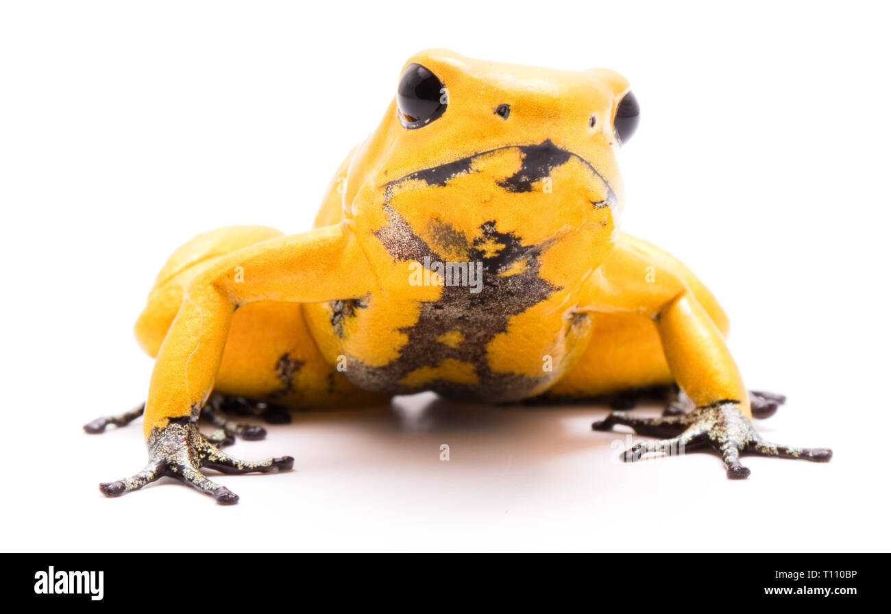 Poison dart frog, Phyllobates terribilis naranja. La mayoría de animales venenosos de la selva amazónica en Colombia, un peligroso anfibio con advertencia col Foto de stock