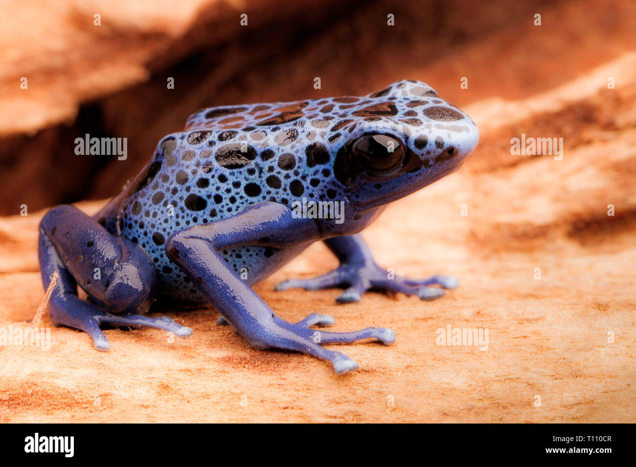 Azul y negro poison dart frog, Dendrobates Azureus. Un hermoso bosque venenoso animal en peligro de extinción. Pet en una selva tropical de anfibios Foto de stock