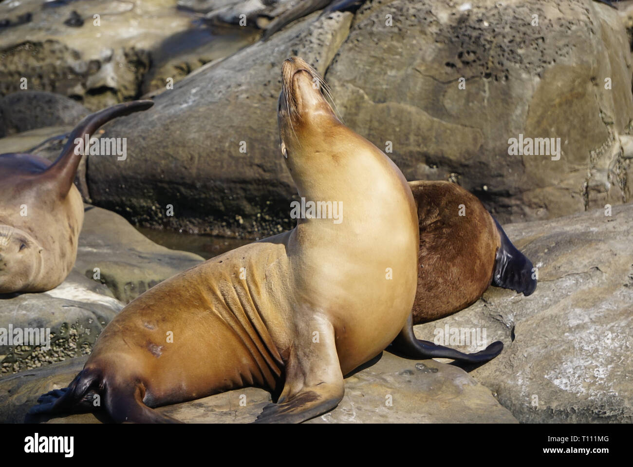 Los lobos marinos en las rocas en una playa de la costa de California Foto de stock
