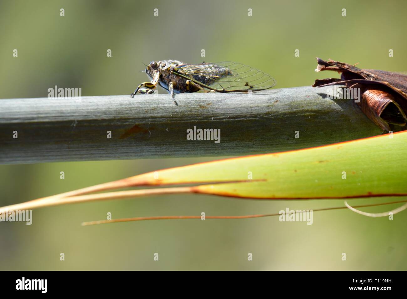 Adorable cricket haciendo ruido enorme loudely cantando con sus alas Foto de stock
