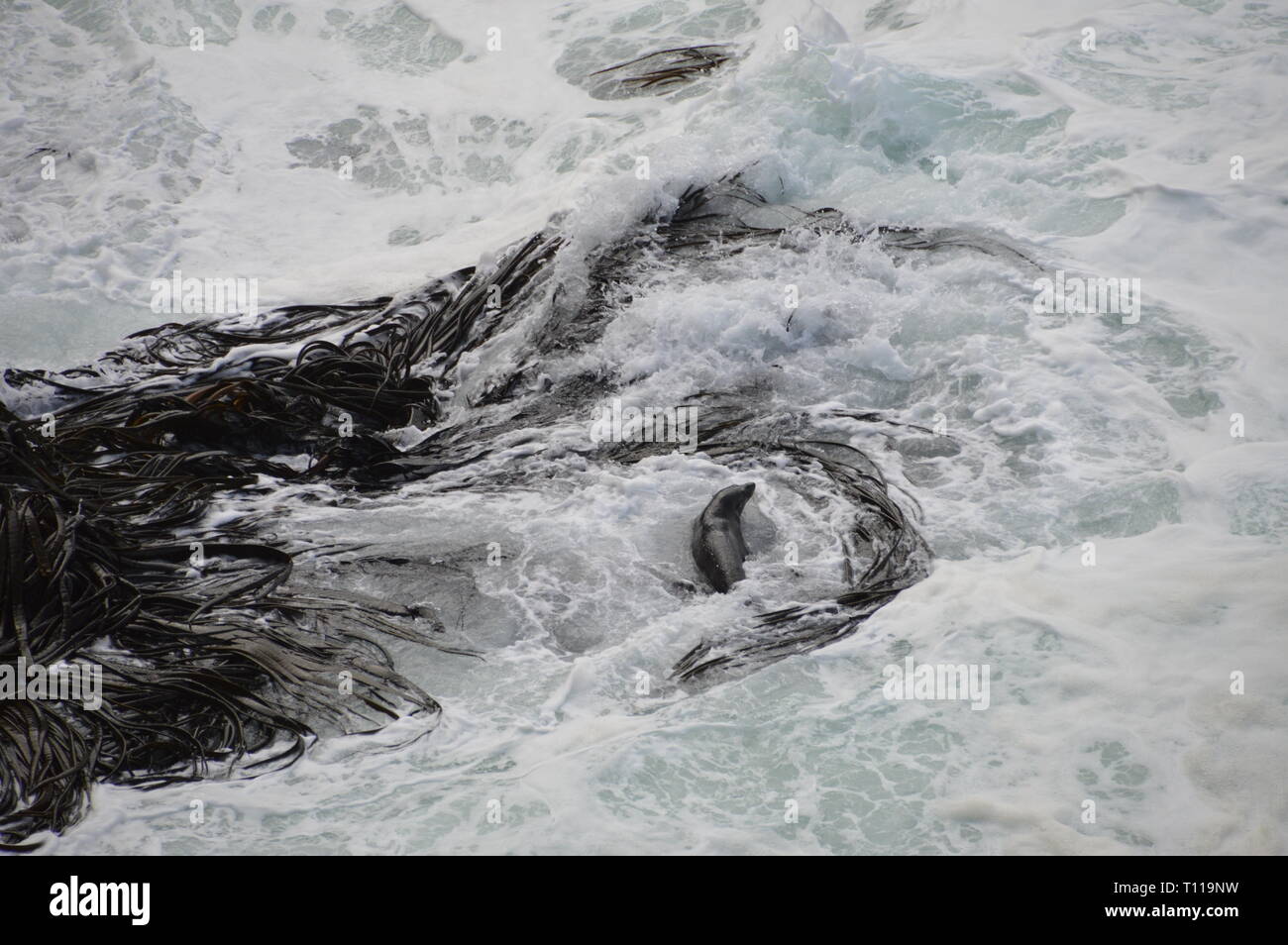 Seal disfrutando de su baño en el océano pacífico Foto de stock