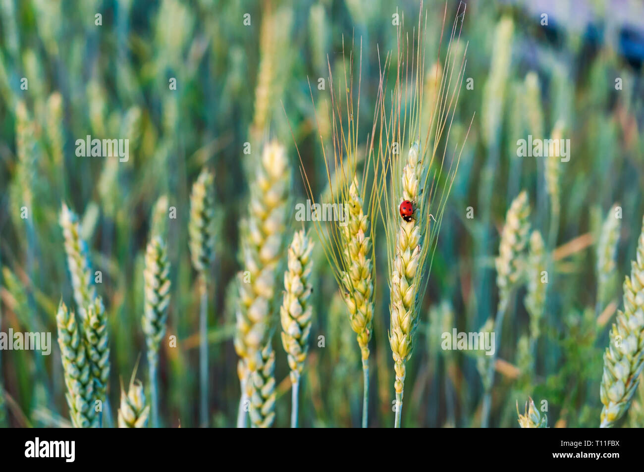 Espiga de trigo, el insecto mariquita en un spikelet Foto de stock