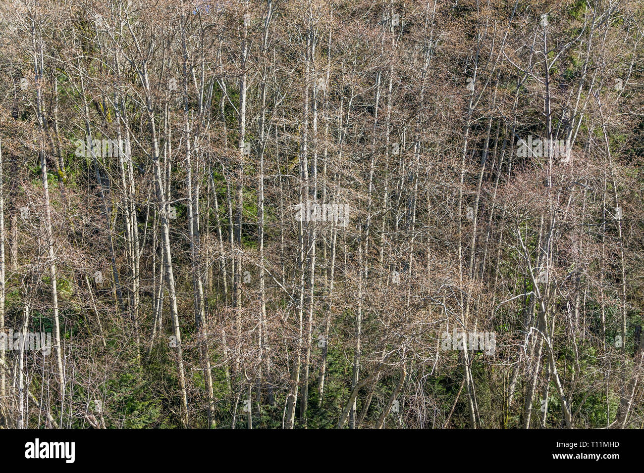 Un disparo de fondo de finos árboles en Burien, Washington. Foto de stock