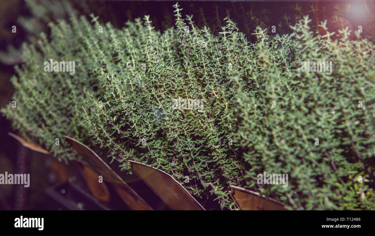 Los cítricos de tomillo. Jardín de hierbas de cocina sobre la mesa. Tomillo verde Bush. Recetas de cocina rápida y fácil. Foto de stock