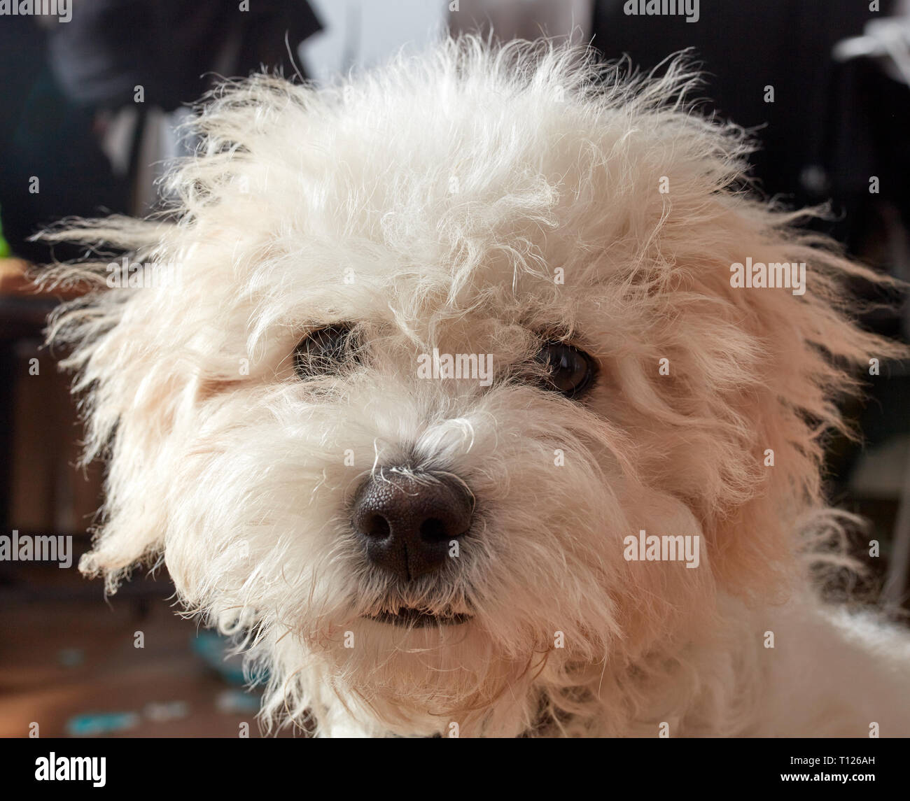 Cute little curioso juguete blancas mullidas raza perro mirando a la cámara en una cabeza disparado en interiores Foto de stock