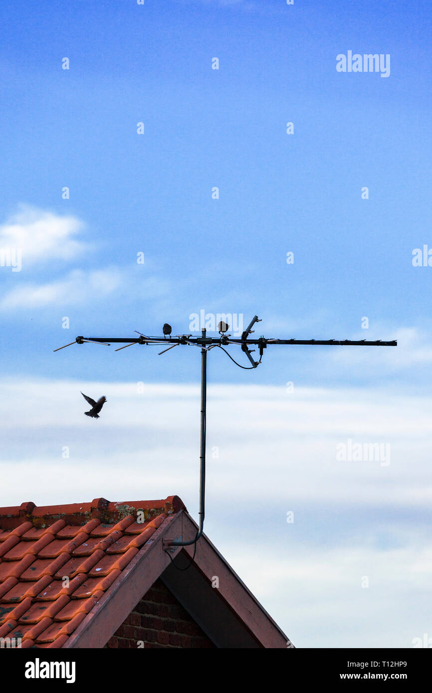 Bird aterrizar en antena de TV residencial. Este tipo de actividad es típica en las tardes, donde las aves como para sentarse encima y mirar la puesta del sol. Foto de stock