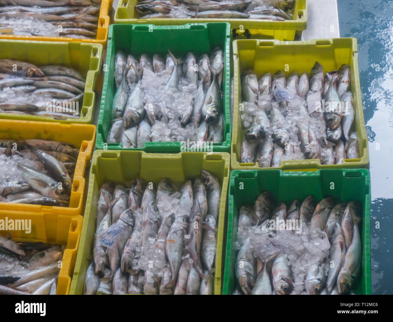 Variedad de peces en cajas de plástico a una subasta de pescado Foto de stock