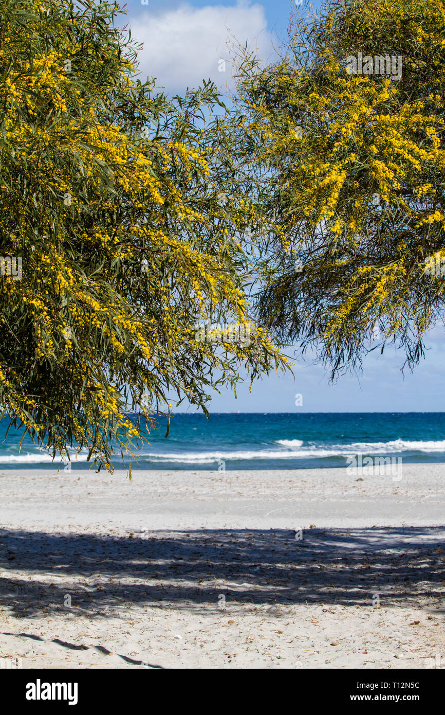 Dos mimosas hacer un arco que actúa como una entrada a la playa blanca con  el azul del mar y el cielo de fondo Fotografía de stock - Alamy