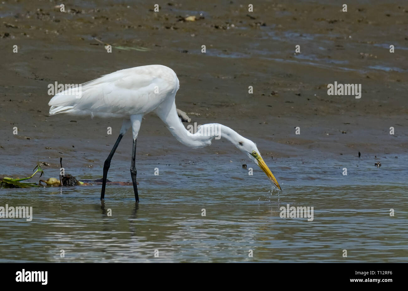 Preparándose para una huelga en un pez pequeño gran Egret, bobinas de cuello como un resorte Foto de stock