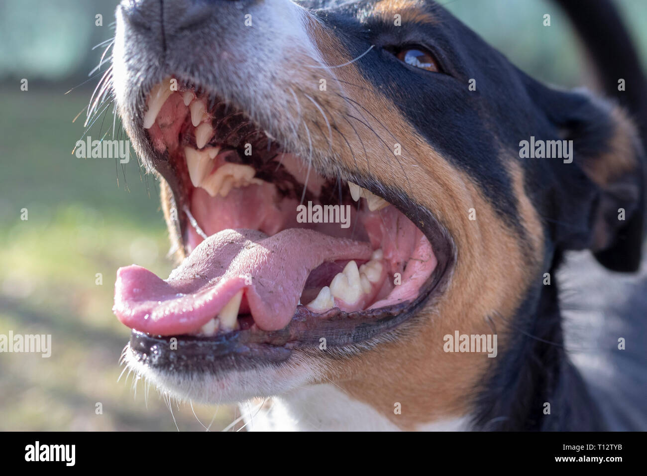 Perro con la boca abierta mostrando los dientes fotografías e imágenes