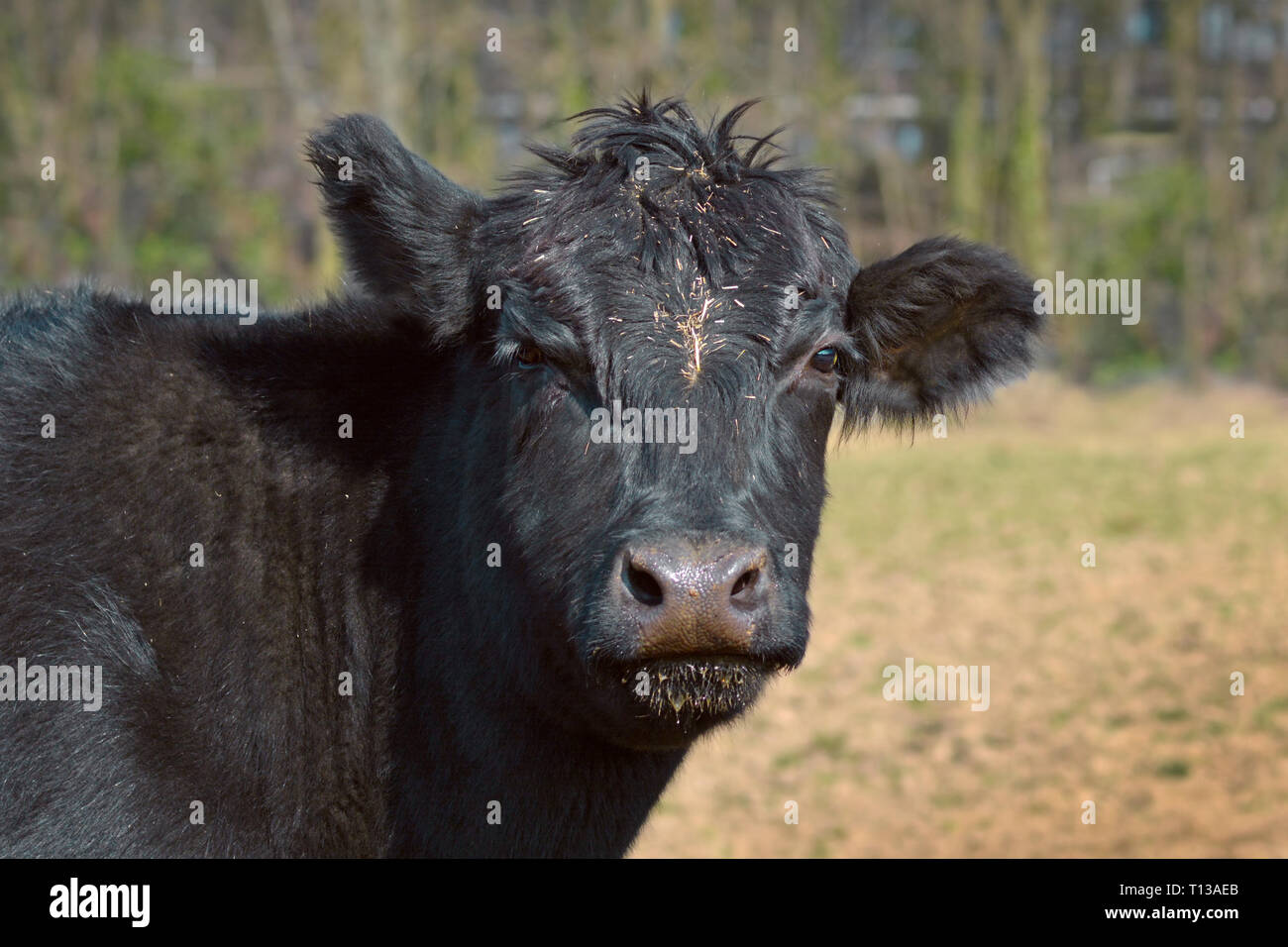Cerca de Aberdeen Angus negro cabeza de animal de ganado Foto de stock