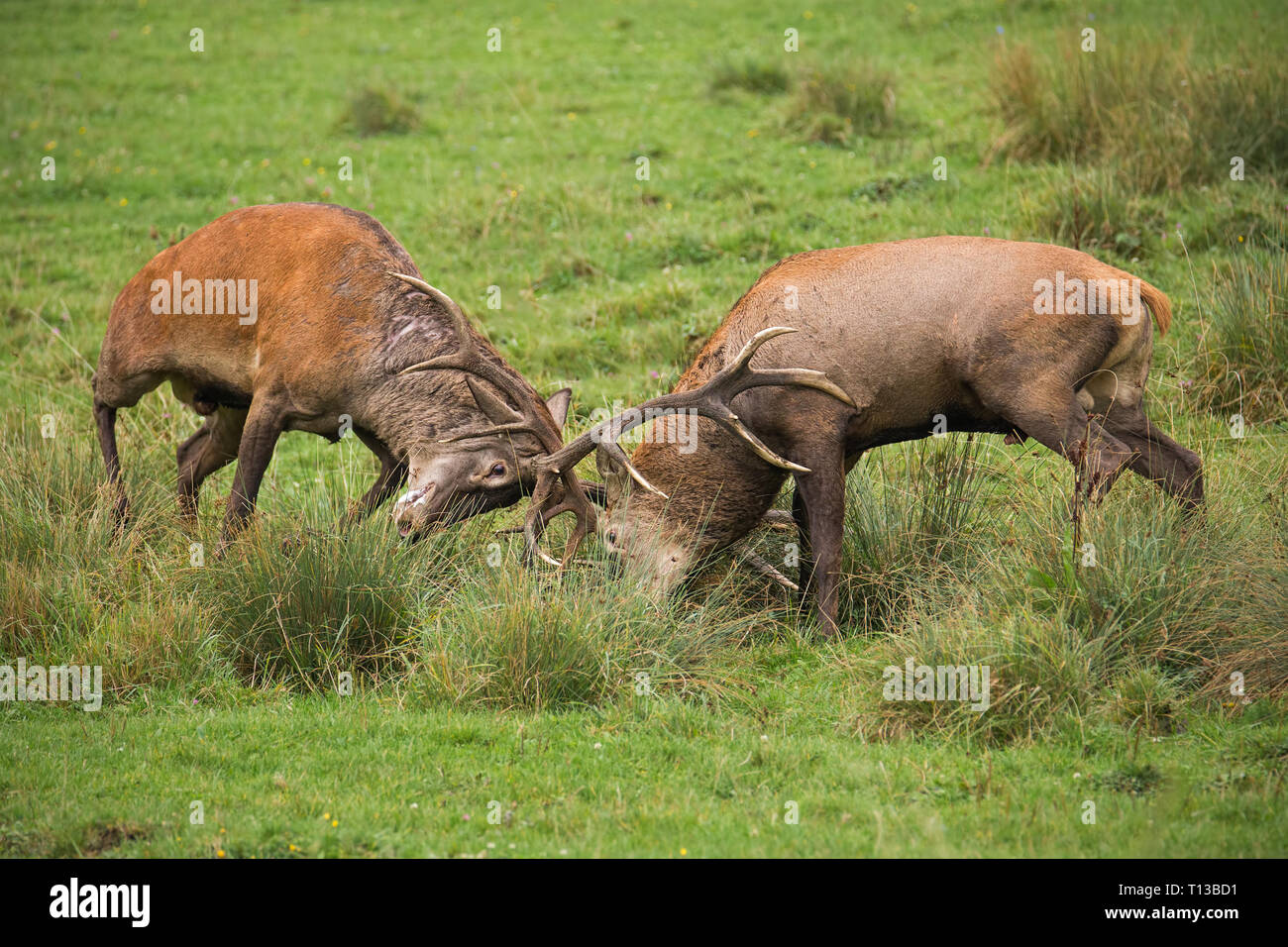 Red Deer, Cervus elaphus, lucha durante la rutina. Foto de stock