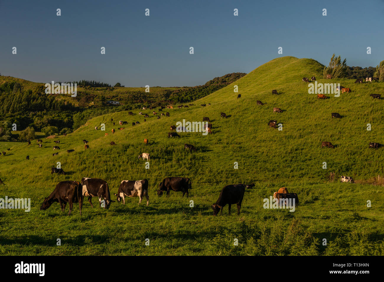 El pastoreo de ganado en un paisaje típico de las zonas rurales de Nueva Zelandia. Las ondulantes colinas de limo son posibles evidencias de antiguas inundaciones. Foto de stock