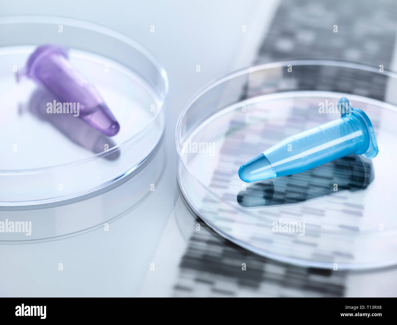 Eppendorf viales que contienen una muestra de ADN humano con los resultados autoradiogram Foto de stock