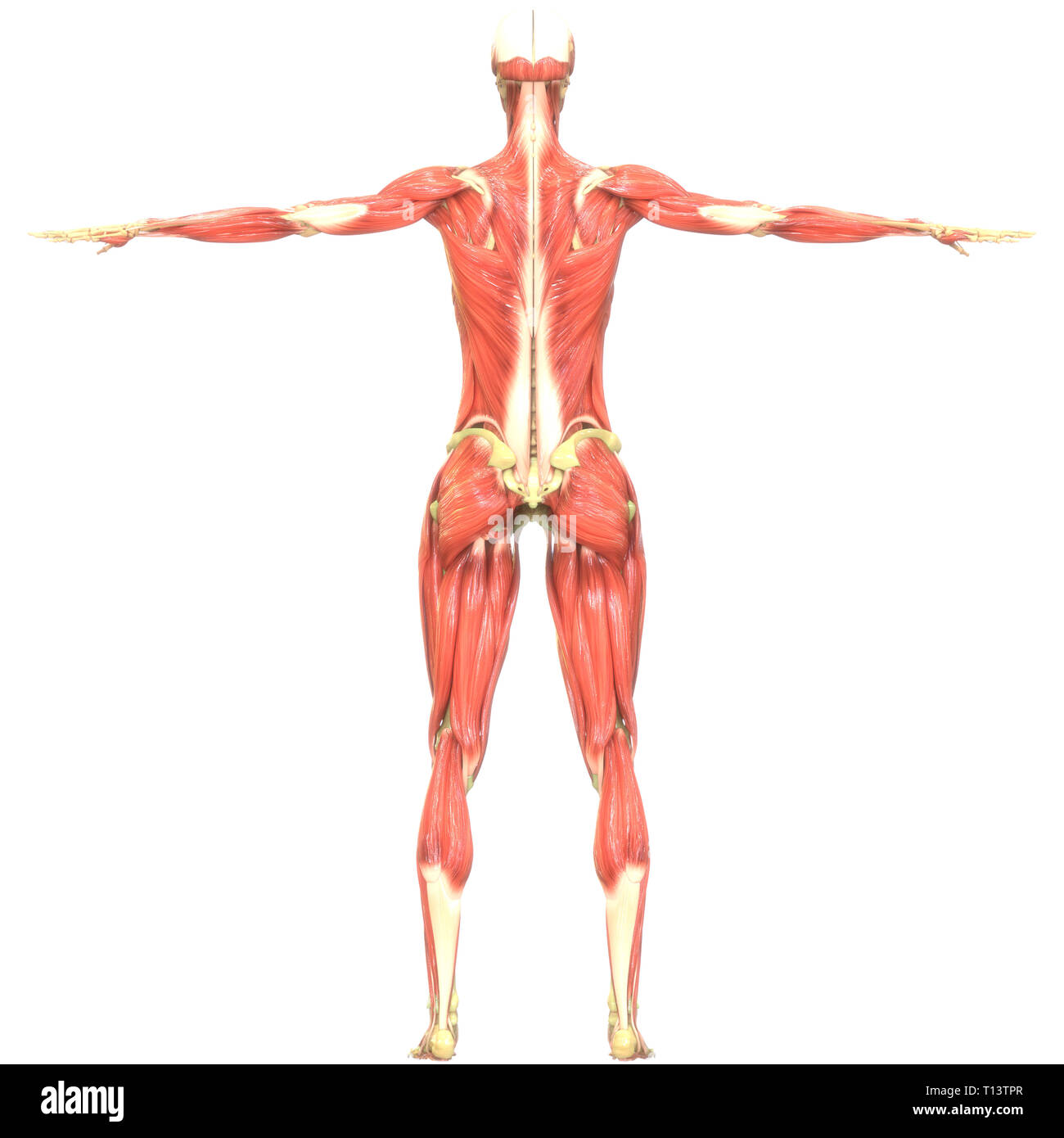 Anatomia Los Musculos Del Cuerpo Humano Fotografia De Stock Alamy