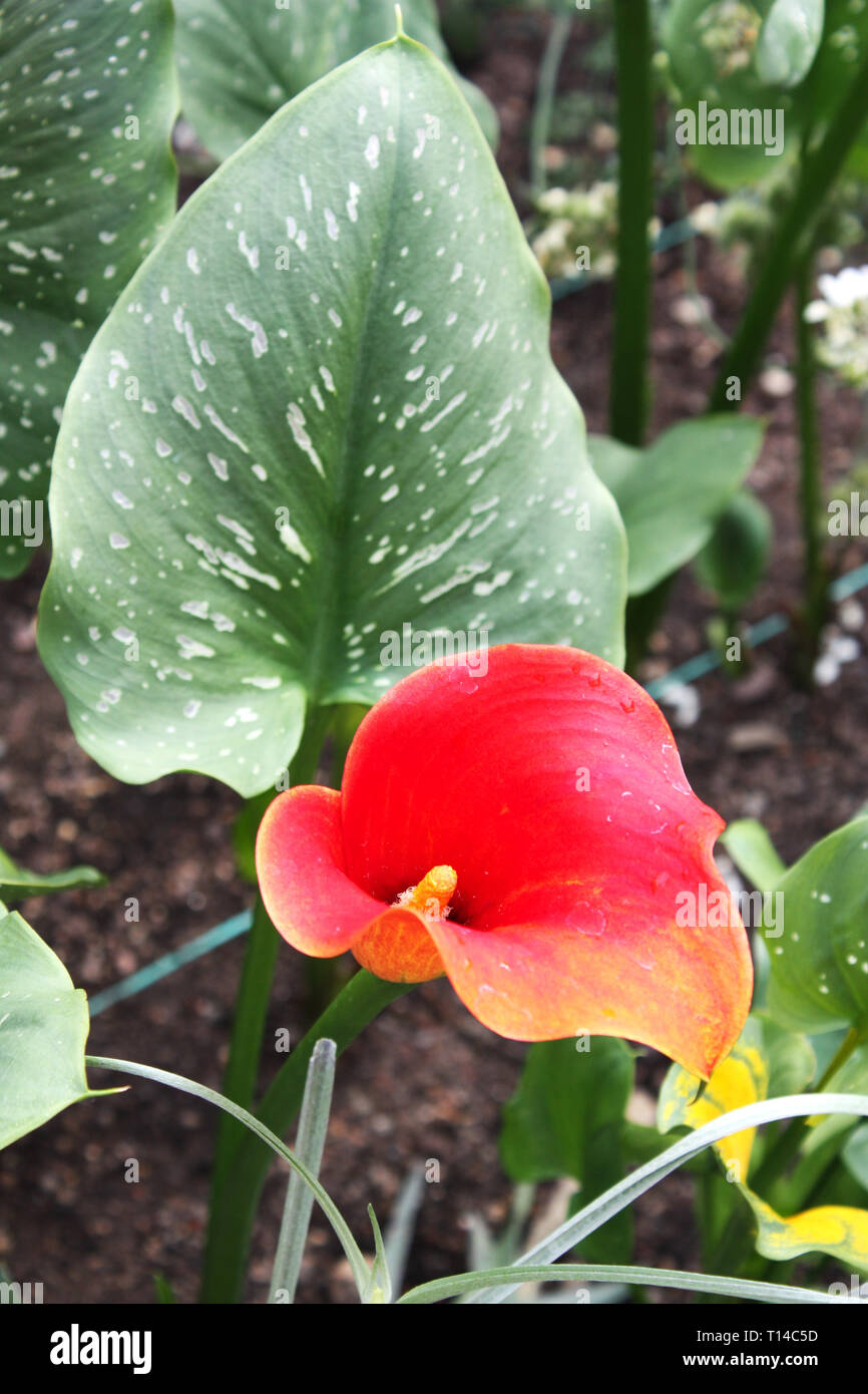 Flor de lirio de cala roja Fotografía de stock - Alamy