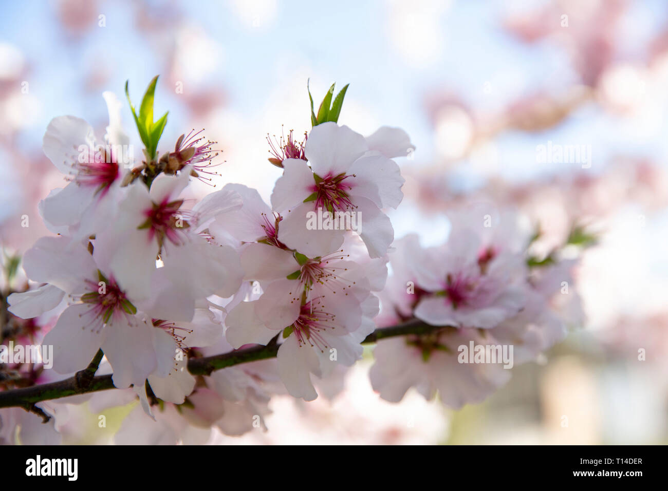 Un precioso almendro florecido el comienzo de primavera en Venecia Italia  Fotografía de stock - Alamy