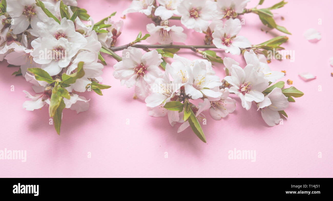 Almendro en flor bouquet sobre fondo de color rosa, acercamiento Fotografía  de stock - Alamy