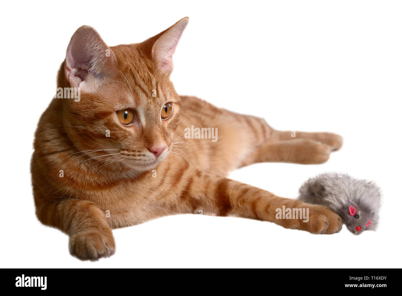 Jengibre gatito puesta con un pelaje gris ratón toy Foto de stock