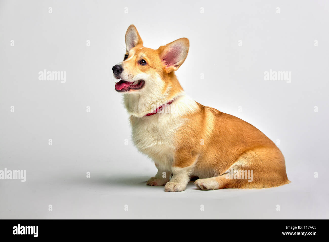 Gracioso Welsh Corgi pembroke en studio delante de un fondo blanco. Foto de stock