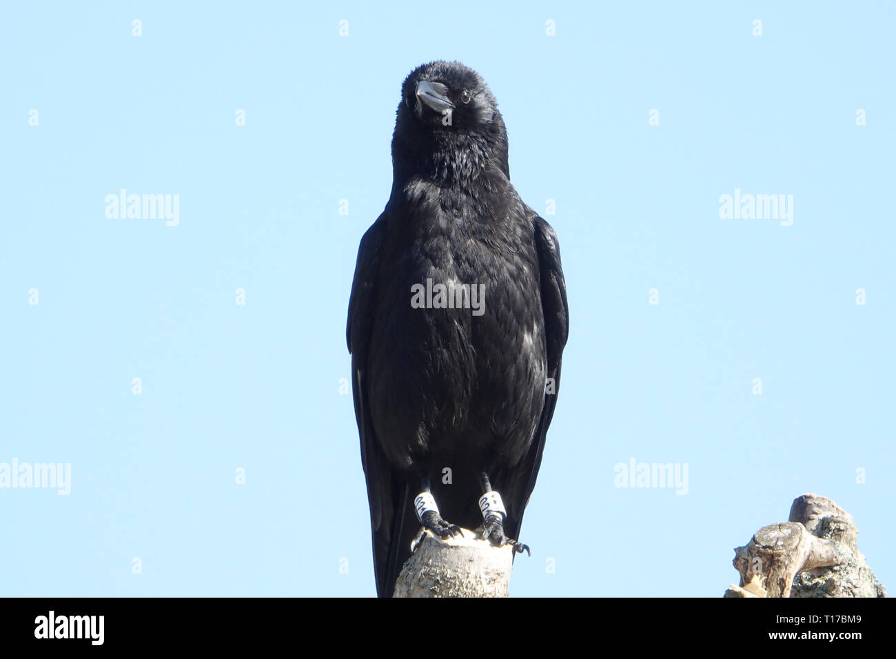 Carrion Crow (Corvus corone) posado en la rama de un árbol con un cielo azul Foto de stock