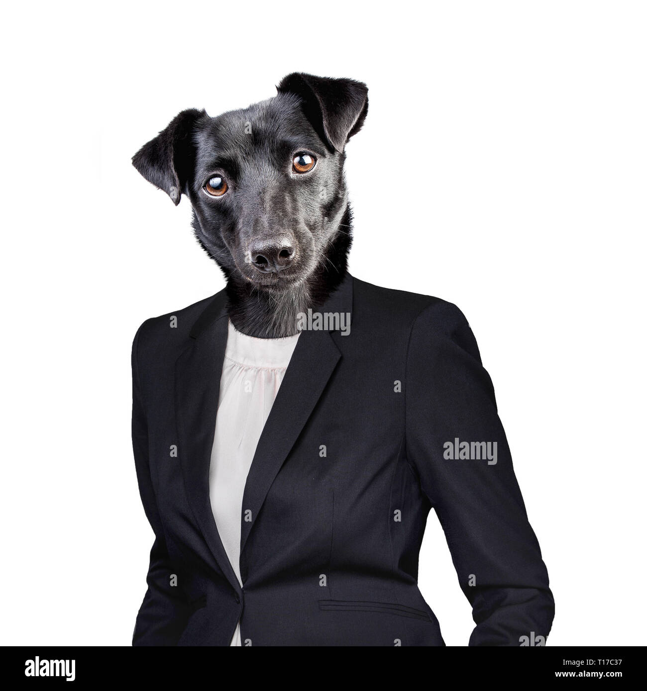 Cabeza de perro negro en traje humano aislado en blanco Fotografía de stock  - Alamy