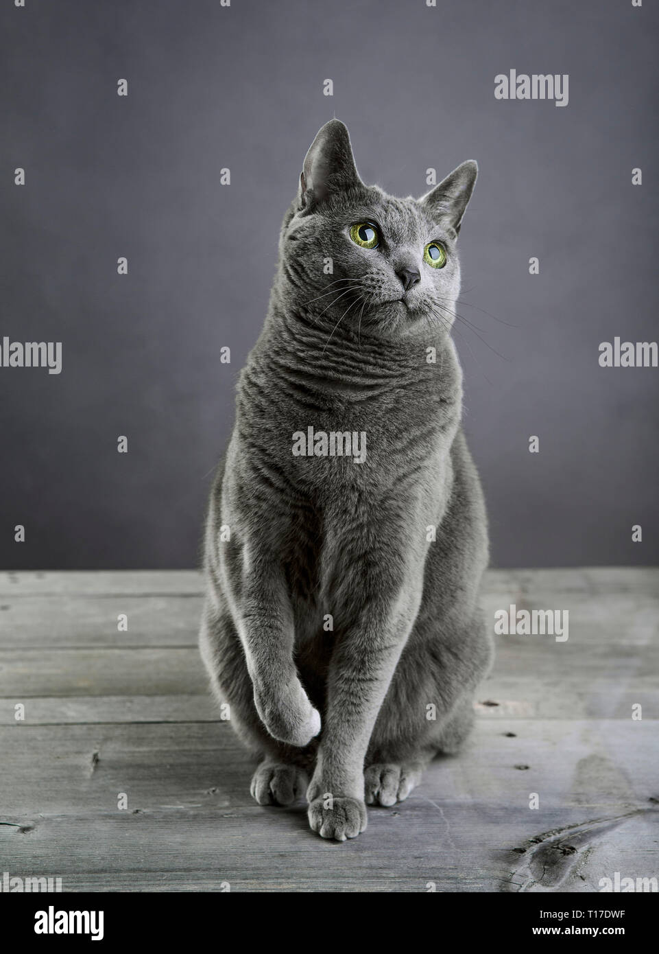 Retrato de estudio de un Russian Blue cat. Foto de stock
