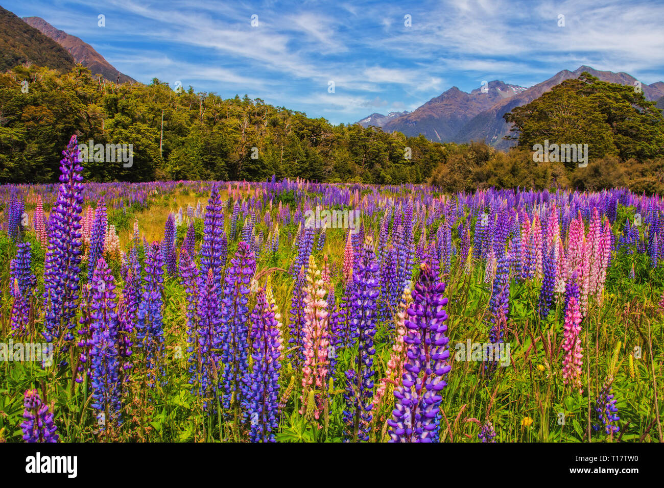En verano, los enormes campos de lupino bloom contra el paisaje de los Alpes del Sur en la Isla Sur de Nueva Zelanda. Foto de stock