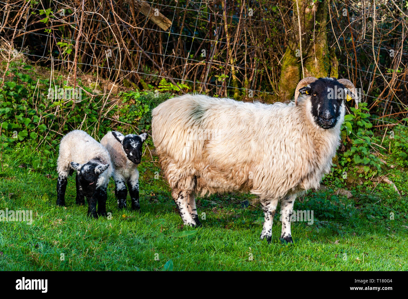 Durrus, West Cork, Irlanda. 23 Mar, 2019. Una oveja y sus dos corderos recién nacidos puede disfrutar del sol en un campo cerca de Durrus. El día será soleado, con temperaturas máximas de 10° Celsius. Crédito: Andy Gibson/Alamy Live News Foto de stock