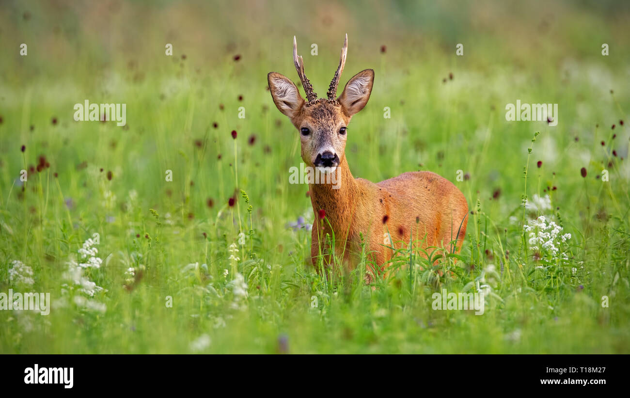 Sorprendido corzo buck en el verano de pie en la hierba alta Foto de stock