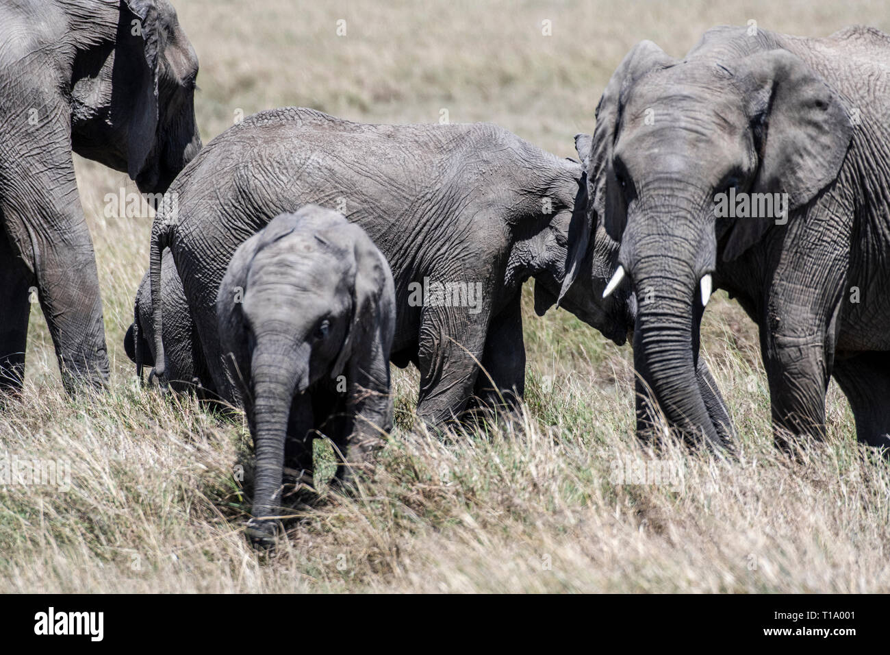 Familia de elefantes africanos alimenta de hierba seca en Maasai Mara Foto de stock