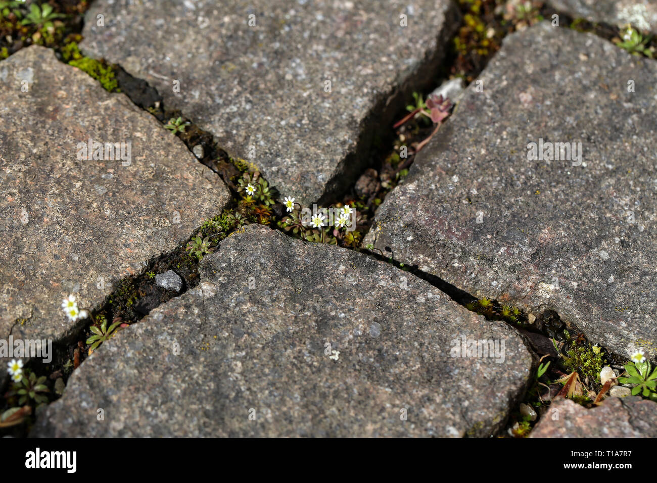 Una flor crece en un muro de piedra. Flores pequeñas hacer el camino entre las piedras de la acera Fotografía de stock - Alamy Una flor crece en un muro de piedra. Flores pequeñas hacer el camino entre las piedras de la acera Fotografía de stock - Alamy