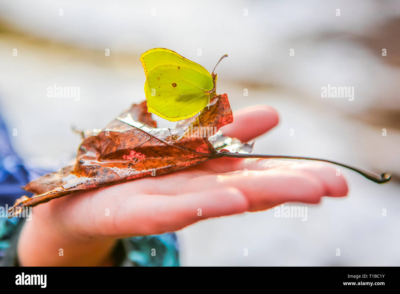 Primer muelle amarillo limón y mariposas de la mano de un niño Foto de stock