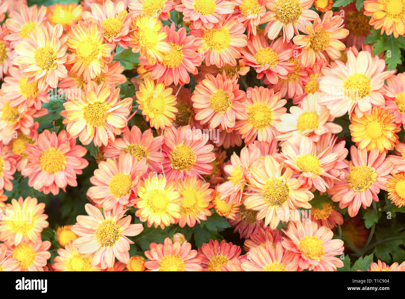Daisy fondos.Un alto ángulo de visualización de coloridas flores floreciendo en el campo Foto de stock
