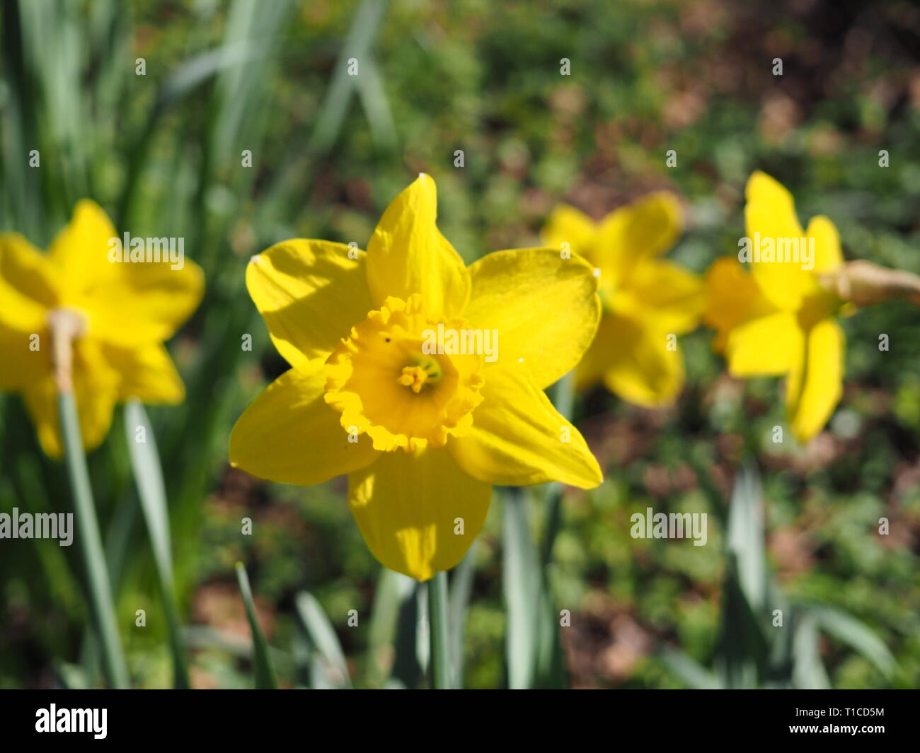 Narciso flores en Cassiobury Park - Watford Foto de stock