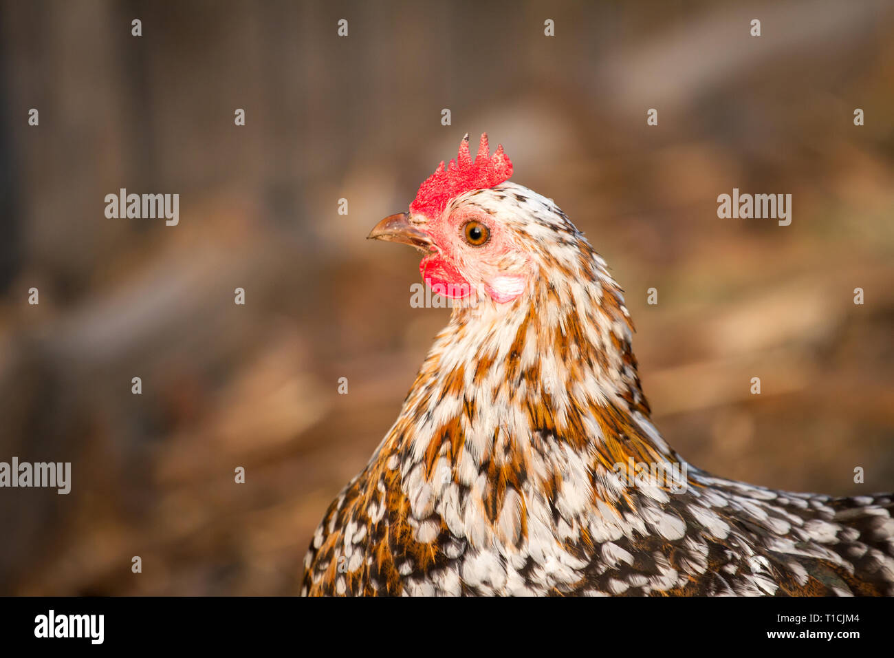 / Steinhendl Stoapiperl (Gallus gallus domesticus), una raza de pollo críticamente amenazadas de Austria Foto de stock