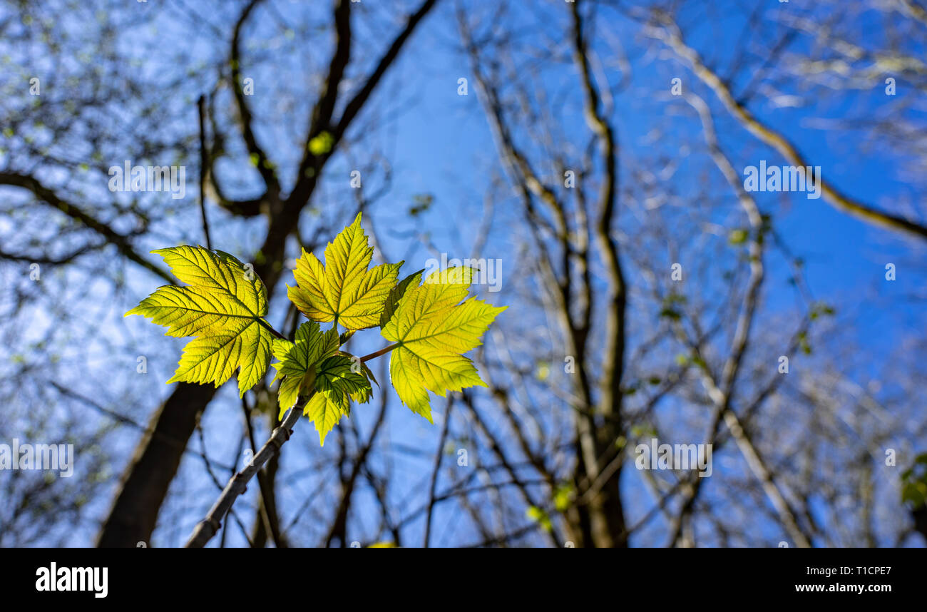 Nuevo tiempo de primavera el crecimiento Foto de stock