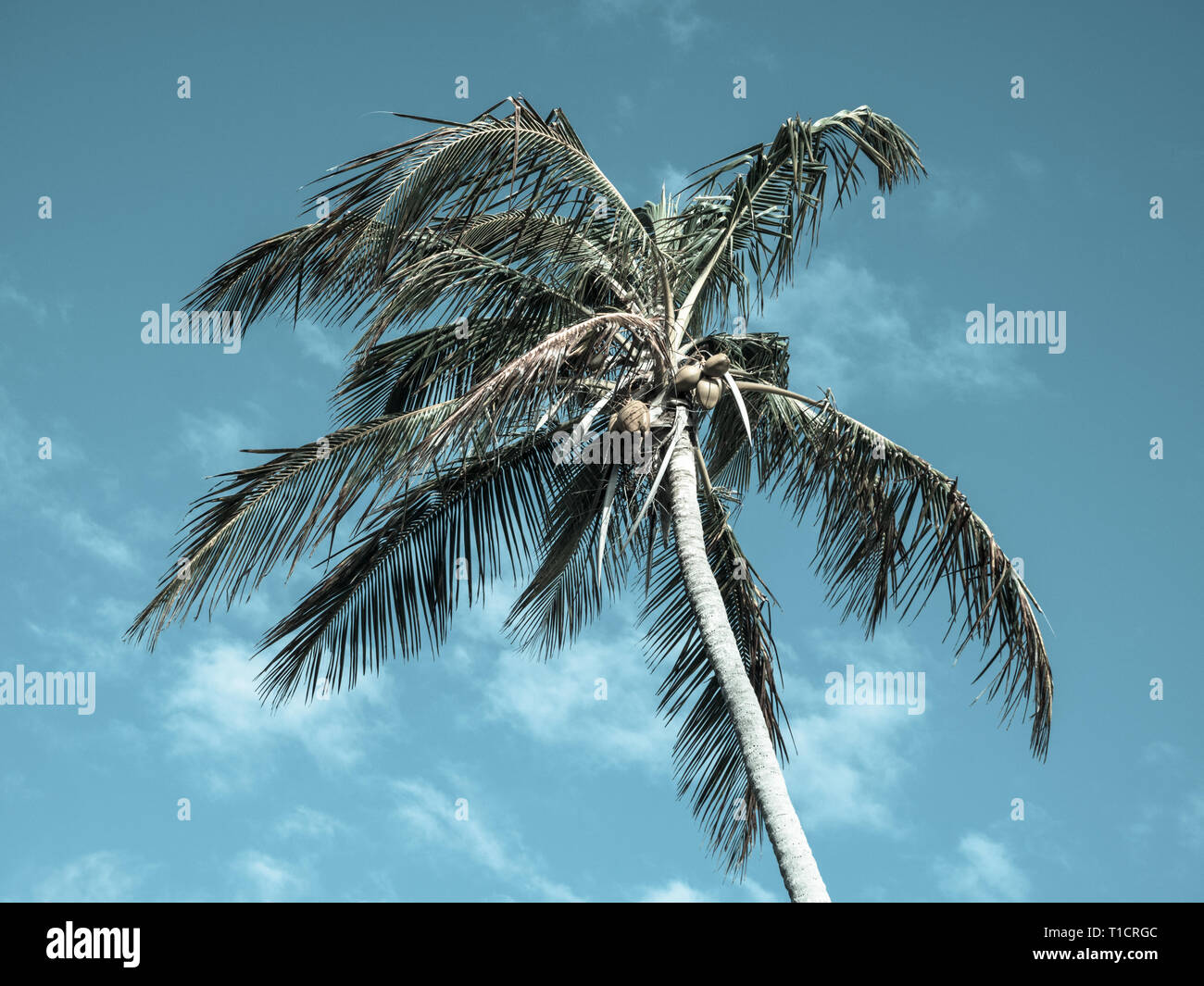 Fotografía de paisajes espectaculares de hermosas palmeras, Islas Bahamas, Eleuthera, las Bahamas, El Caribe. Foto de stock