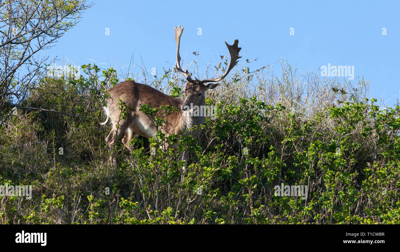 Hermosa brown spotted gamos de pie entre los arbustos en una duna. Foto de stock