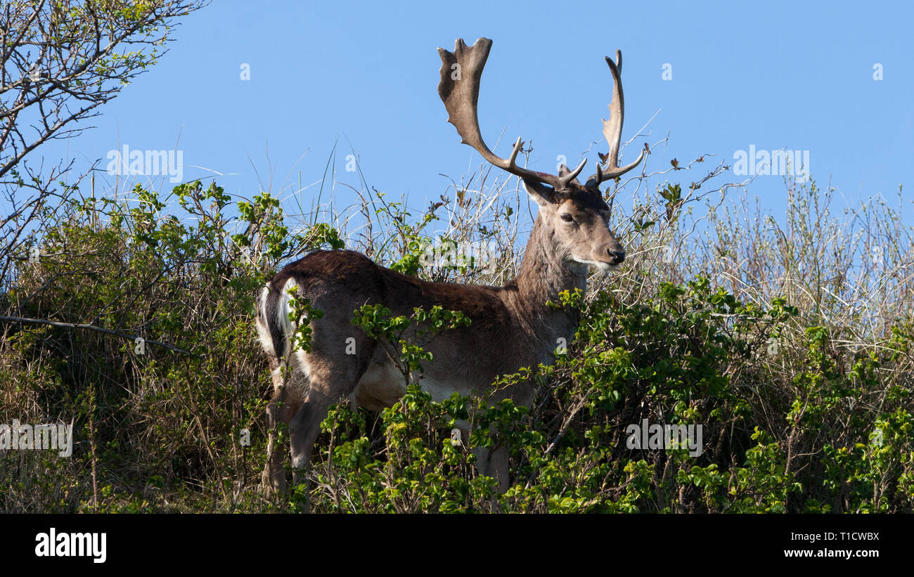 Hermosa brown spotted gamos de pie entre los arbustos en una duna. Foto de stock