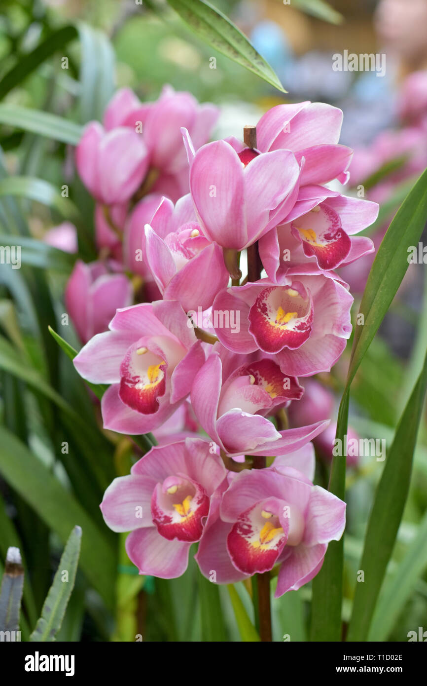 Jardín de sombra planta de orquídeas fotografías e imágenes de alta  resolución - Alamy