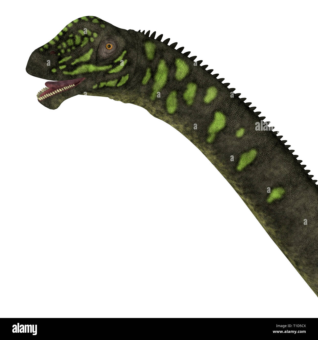 Mamenchisaurus youngi era un herbívoro de dinosaurios saurópodos que vivió en China durante el