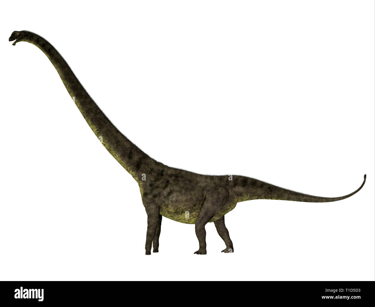 Mamenchisaurus youngi era un herbívoro de dinosaurios saurópodos que vivió en China durante el