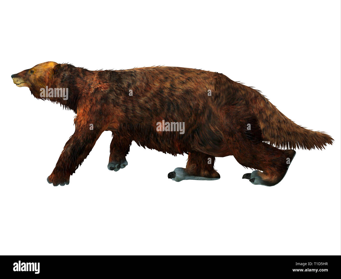 Megatherium Sloth era un gigante herbívoro Ground Sloth que vivió en América Central y América del Sur durante el Plioceno y Pleistoceno de períodos. Foto de stock